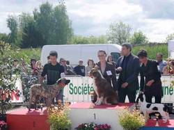 Exposition Canine Nationale LOUHANS 2013