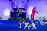 WORLD DOG SHOW (WDS) - Paris 2011