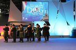 WORLD DOG SHOW (WDS) - Paris 2011