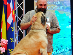 CACIB DIJON 2016