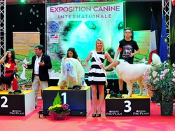 CACIB DIJON 2016