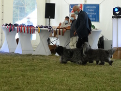 CACIB DIJON 2021 (Château de Brognon)