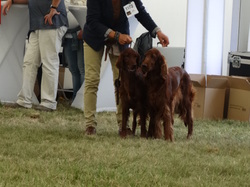 CACIB DIJON 2021 (Château de Brognon)