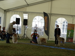 CACIB DIJON 2021 (Château de Brognon)