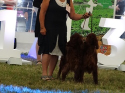 CACIB DIJON 2021 (Château de Brognon)