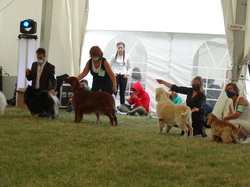 CACIB DIJON 2021 (Château de Brognon)