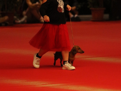 CACIB MÂCON 2018 - SAMEDI