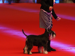 CACIB MÂCON 2018 - SAMEDI