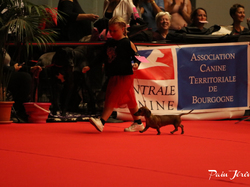 CACIB MÂCON 2018 - SAMEDI