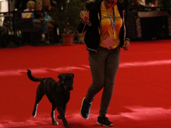 CACIB MÂCON 2018 - SAMEDI