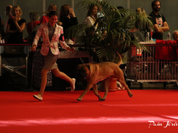 CACIB MÂCON 2018 - SAMEDI