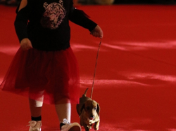 CACIB MÂCON 2018 - SAMEDI