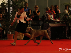 CACIB MÂCON 2018 - SAMEDI