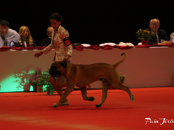 CACIB MÂCON 2018 - SAMEDI