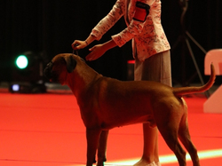 CACIB MÂCON 2018 - SAMEDI