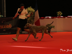 CACIB MÂCON 2018 - SAMEDI