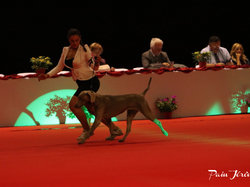 CACIB MÂCON 2018 - SAMEDI