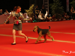 CACIB MÂCON 2018 - SAMEDI