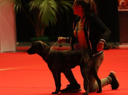 CACIB MÂCON 2018 - SAMEDI