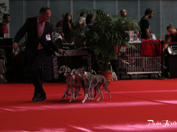 CACIB MÂCON 2018 - SAMEDI