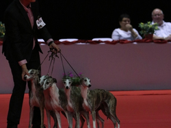 CACIB MÂCON 2018 - SAMEDI