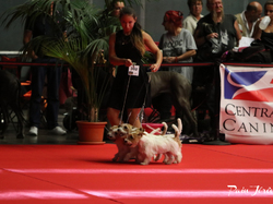 CACIB MÂCON 2018 - SAMEDI