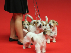 CACIB MÂCON 2018 - SAMEDI