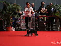 CACIB MÂCON 2018 - SAMEDI