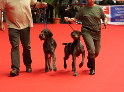 CACIB MÂCON 2018 - SAMEDI