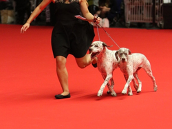 CACIB MÂCON 2018 - SAMEDI