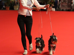 CACIB MÂCON 2018 - SAMEDI