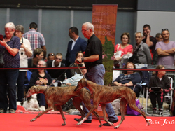 CACIB MÂCON 2018 - SAMEDI