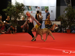 CACIB MÂCON 2018 - SAMEDI