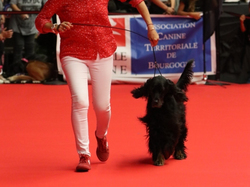 CACIB MÂCON 2018 - SAMEDI