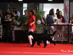 CACIB MÂCON 2018 - SAMEDI