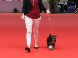 CACIB MÂCON 2018 - SAMEDI