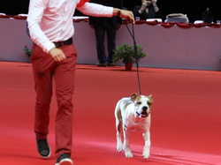 CACIB MÂCON 2018 - SAMEDI