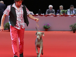 CACIB MÂCON 2018 - SAMEDI