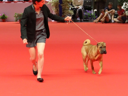 CACIB MÂCON 2018 - SAMEDI