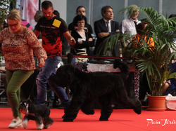 CACIB MÂCON 2018 - SAMEDI