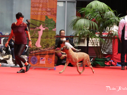 CACIB MÂCON 2018 - SAMEDI