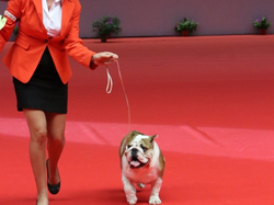 CACIB MÂCON 2018 - SAMEDI