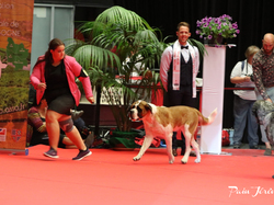 CACIB MÂCON 2018 - SAMEDI