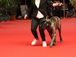 CACIB MÂCON 2018 - SAMEDI