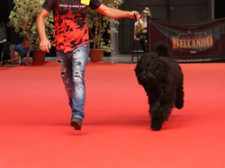 CACIB MÂCON 2018 - SAMEDI