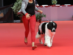 CACIB MÂCON 2018 - SAMEDI