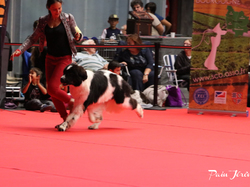 CACIB MÂCON 2018 - SAMEDI