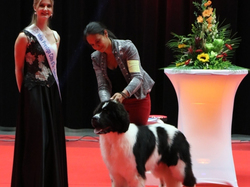 CACIB MÂCON 2018 - SAMEDI