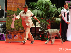 CACIB MÂCON 2018 - SAMEDI