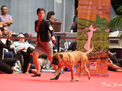 CACIB MÂCON 2018 - SAMEDI